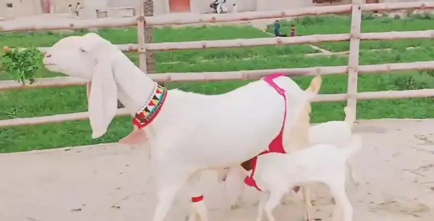 3 bacchon wali bakri gulabi for sale call+03228067847 — photo 3