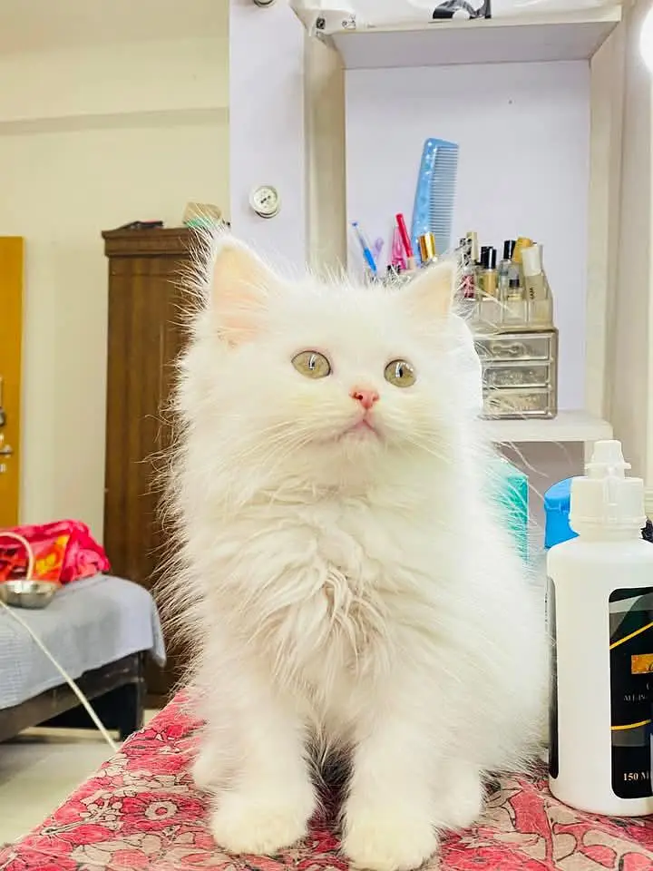 Persian cats My WhatsApp 03057080474 /@&¥¢¥£€£¥ — photo 2