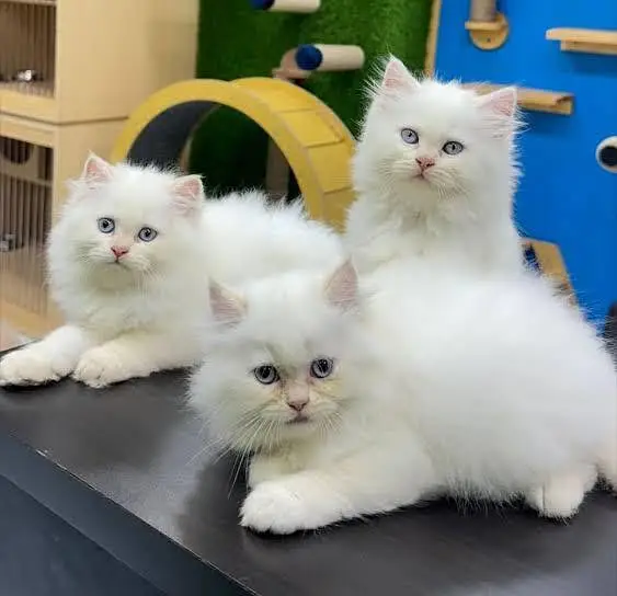Persian cats My WhatsApp 03057080474 /@&¥¢¥£€£¥ — photo 3