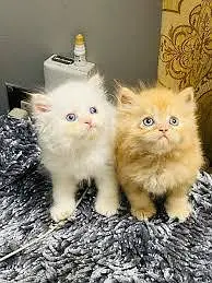 Persian cats My WhatsApp 03057080474 /@&¥¢¥£€£¥ — photo 4