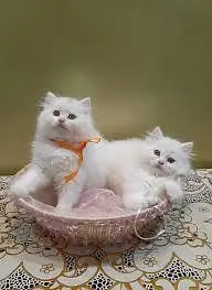 Persian cats My WhatsApp 03057080474 /@&¥¢¥£€£¥ — photo 5