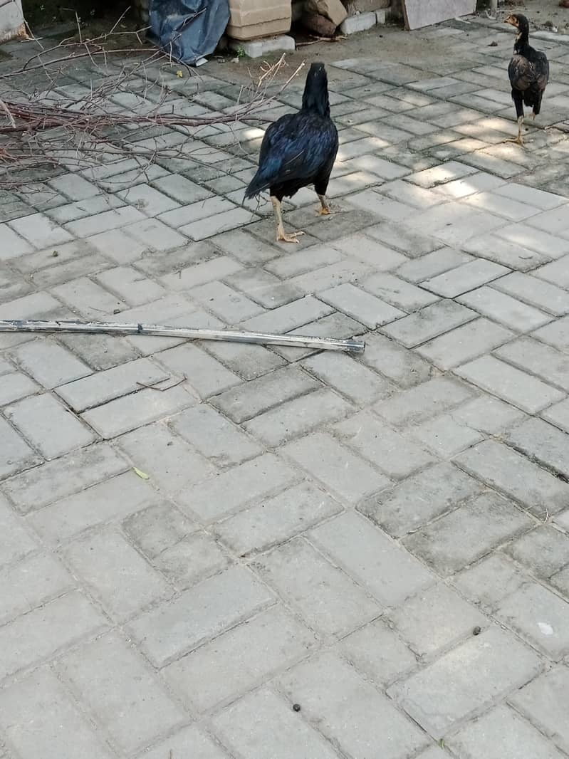 manyawali 0