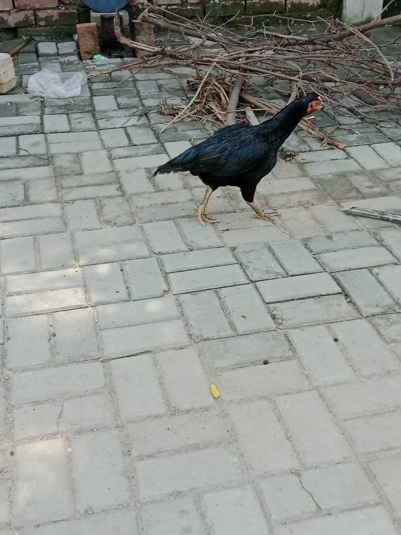 manyawali 1