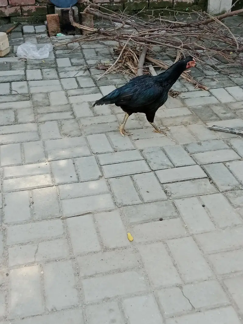 manyawali — photo 2
