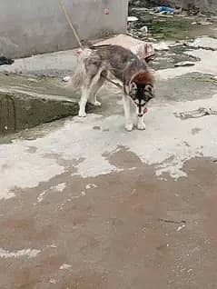 siberian husky wolly coat