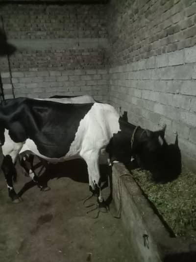 dodh wali gai