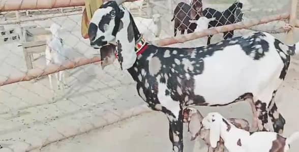 2 bacchon wali bakri for sale call me+03228067847