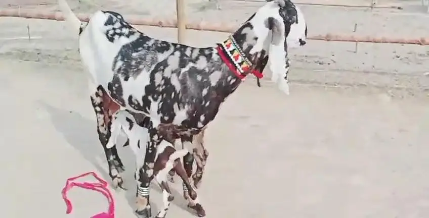 2 bacchon wali bakri for sale call me+03228067847 — photo 2