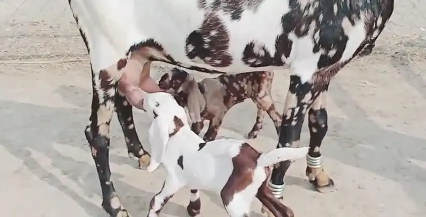 2 bacchon wali bakri for sale call me+03228067847 — photo 3