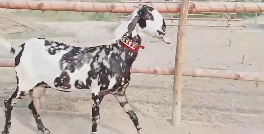 2 bacchon wali bakri for sale call me+03228067847 — photo 4
