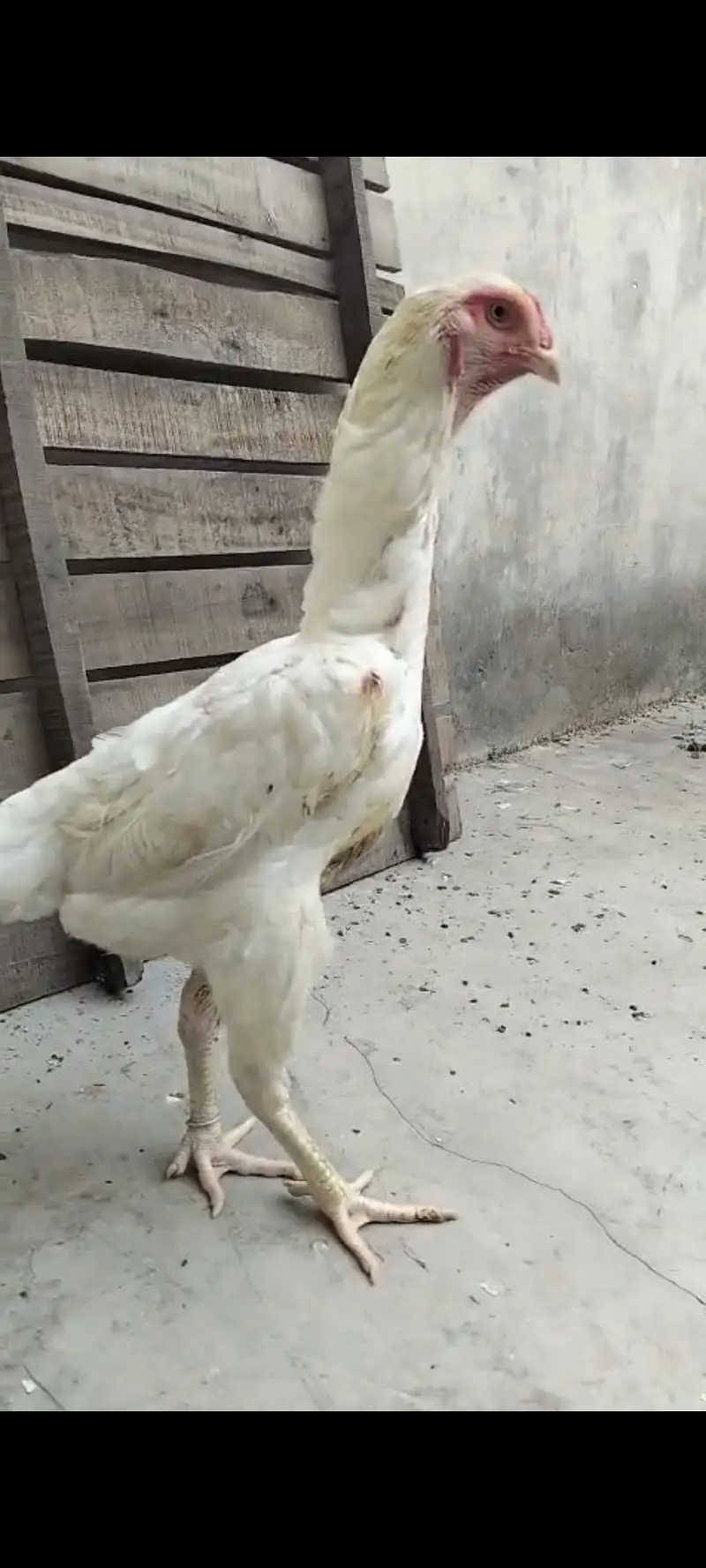 German Shamo Female For Sale — photo 2