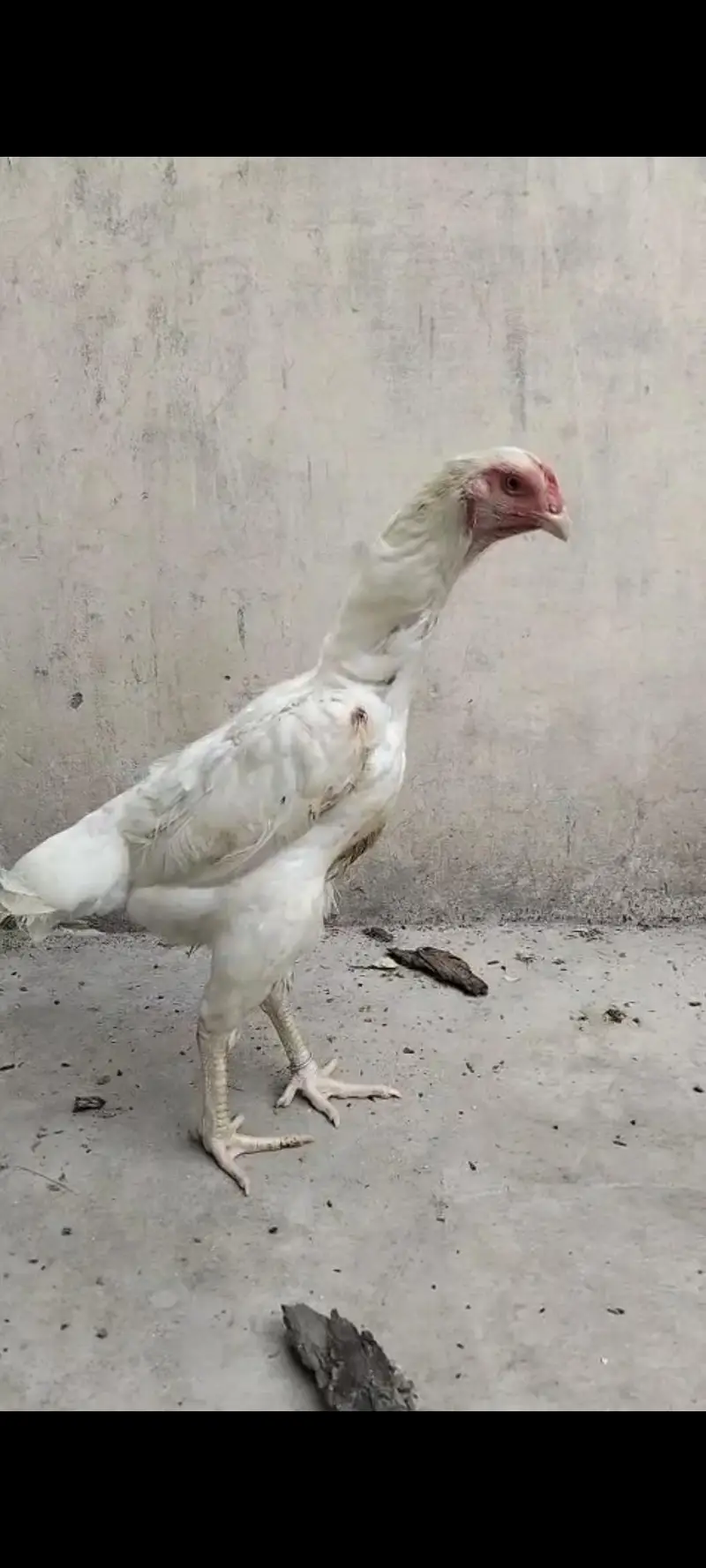German Shamo Female For Sale — photo 3