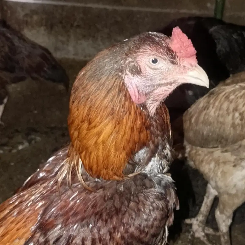 1 aseel male and 10 aseel female 1 bengem female — photo 2