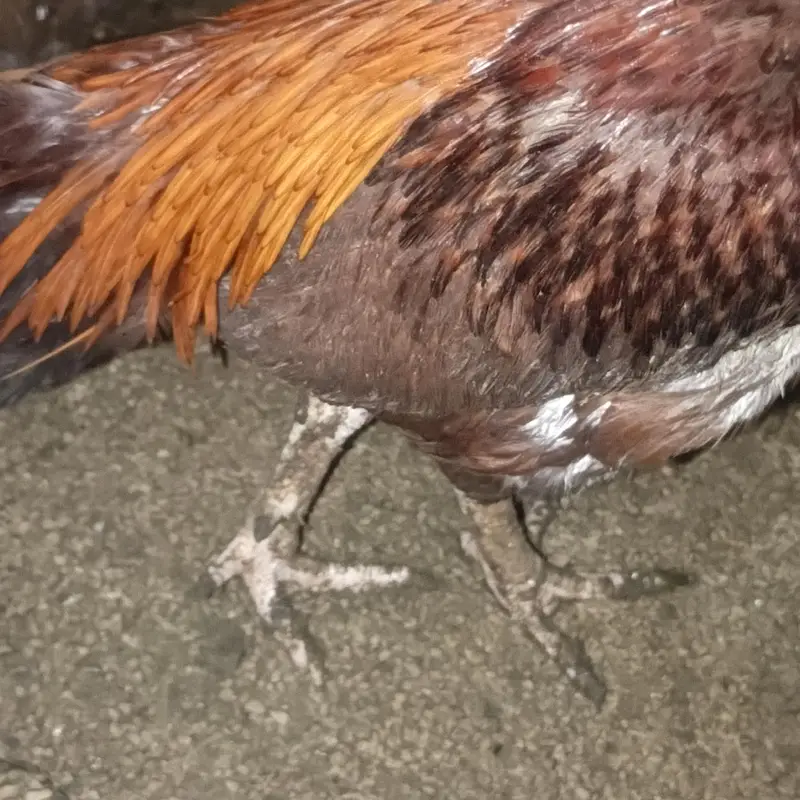 1 aseel male and 10 aseel female 1 bengem female — photo 3