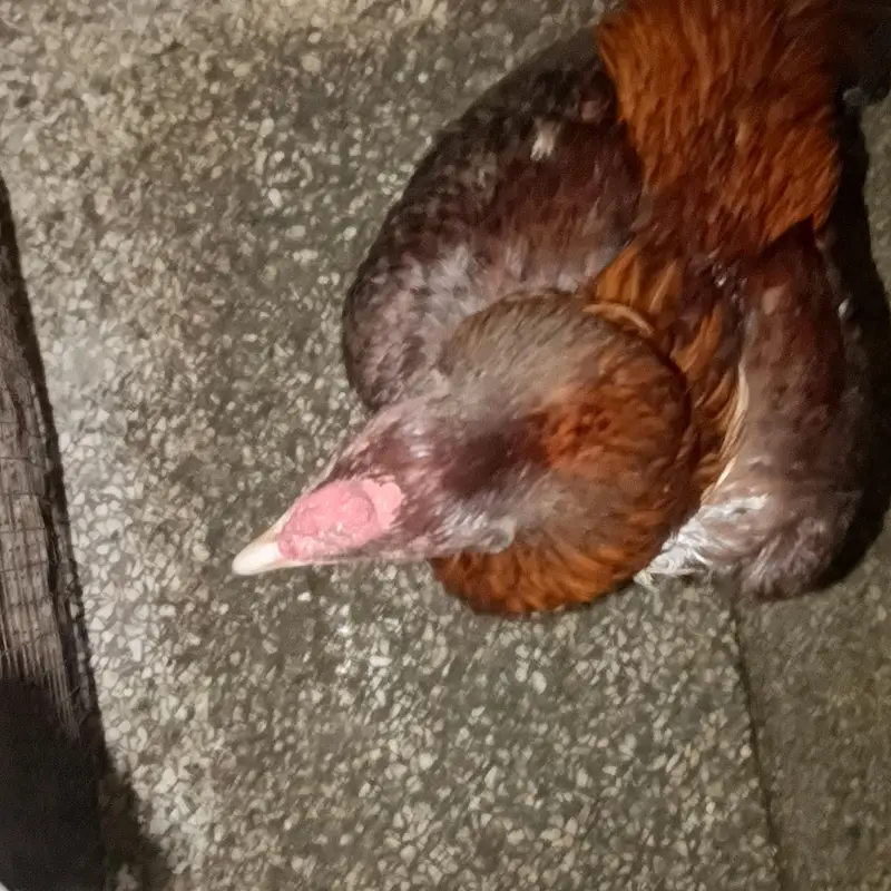 1 aseel male and 10 aseel female 1 bengem female — photo 4