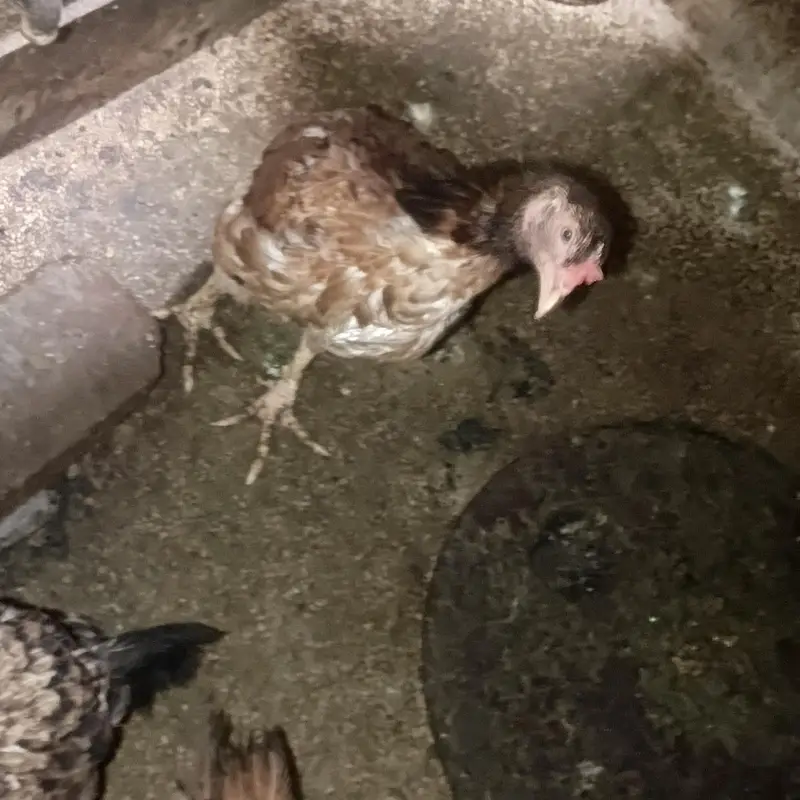 1 aseel male and 10 aseel female 1 bengem female — photo 5