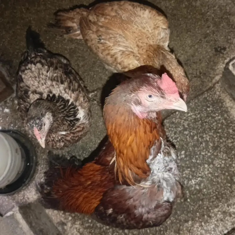 1 aseel male and 10 aseel female 1 bengem female — photo 8