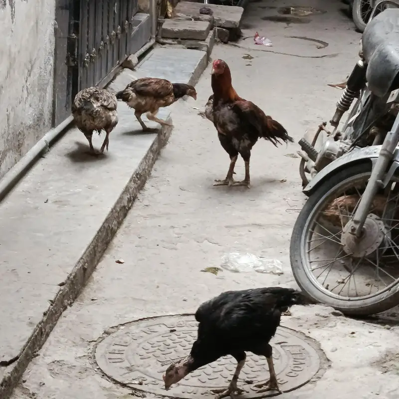 1 aseel male and 10 aseel female 1 bengem female — photo 9