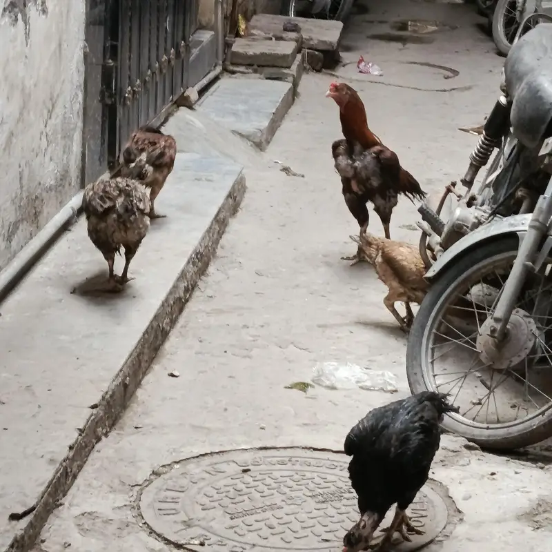 1 aseel male and 10 aseel female 1 bengem female — photo 10