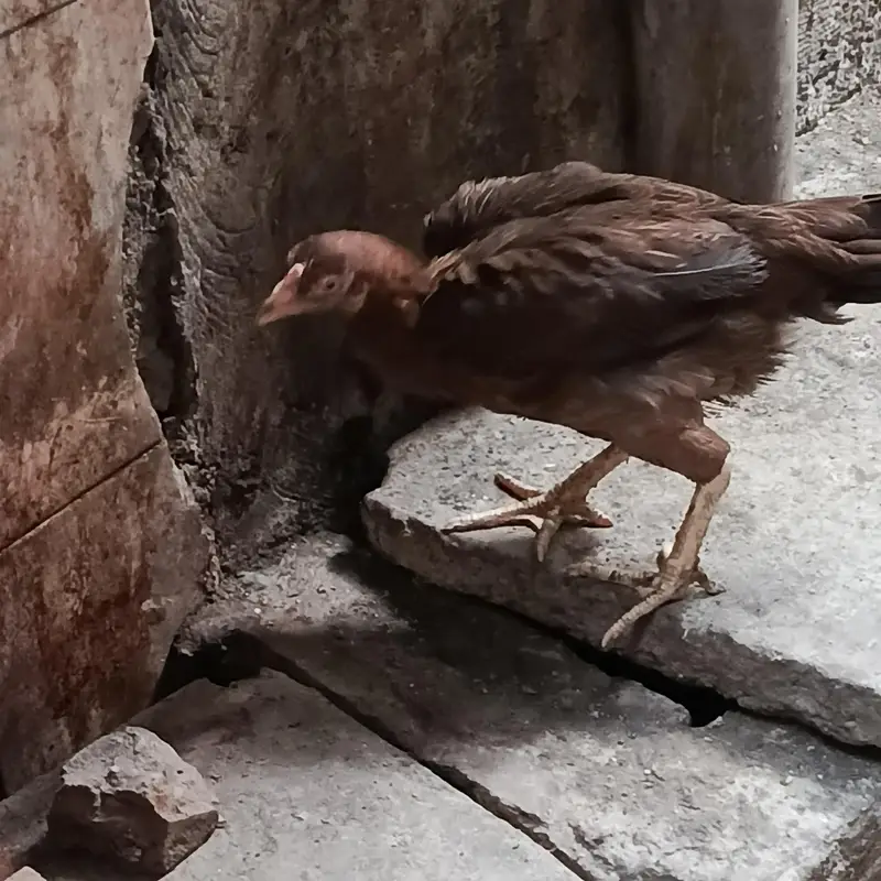 1 aseel male and 10 aseel female 1 bengem female — photo 11