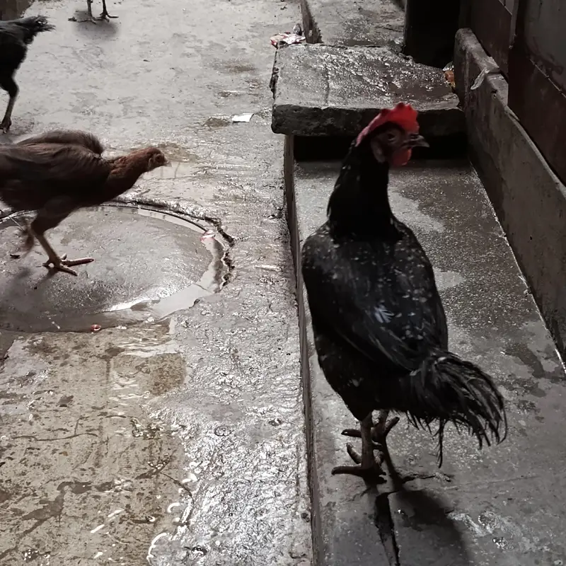 1 aseel male and 10 aseel female 1 bengem female — photo 12
