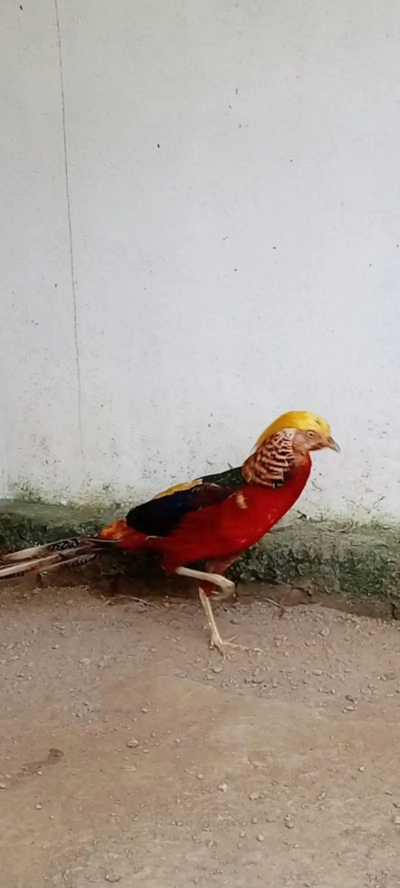 Pheasant Bird pair