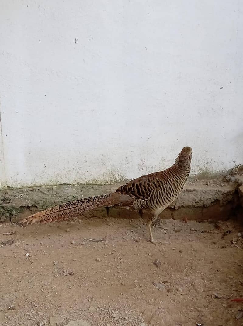 Pheasant Bird pair 1