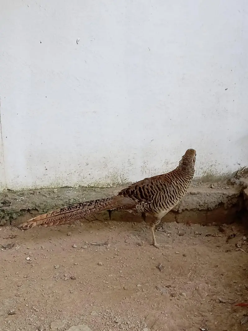 Pheasant Bird pair — photo 2