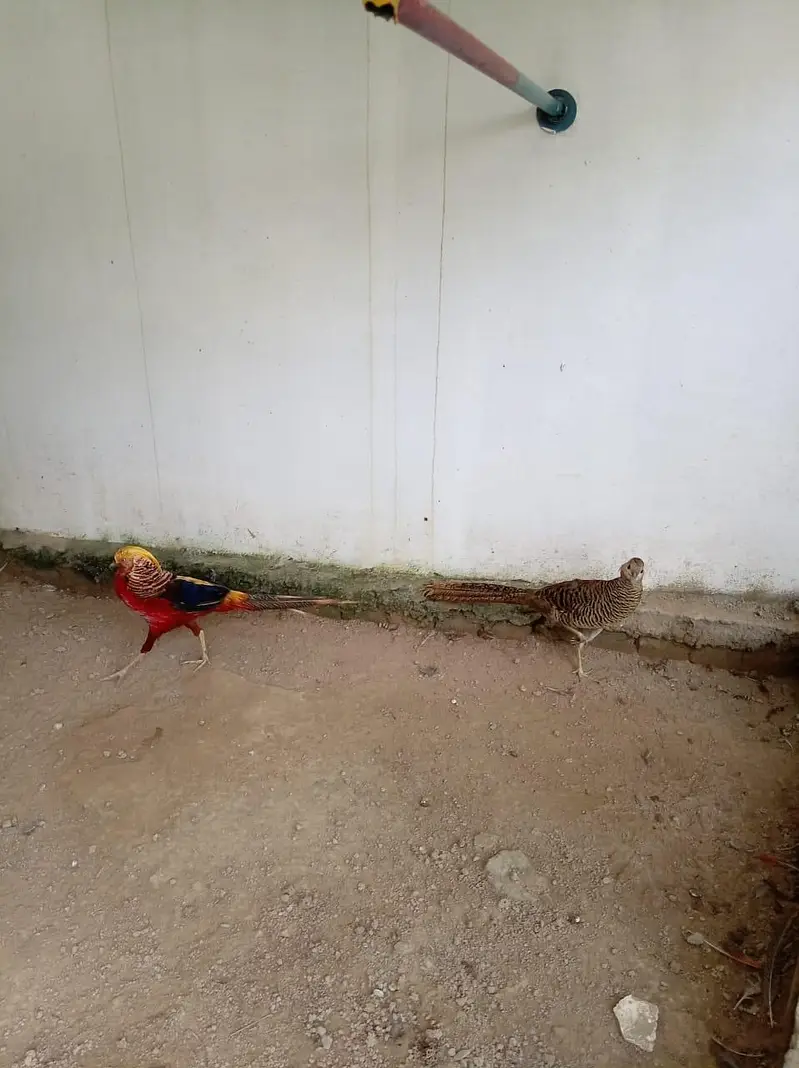 Pheasant Bird pair — photo 3