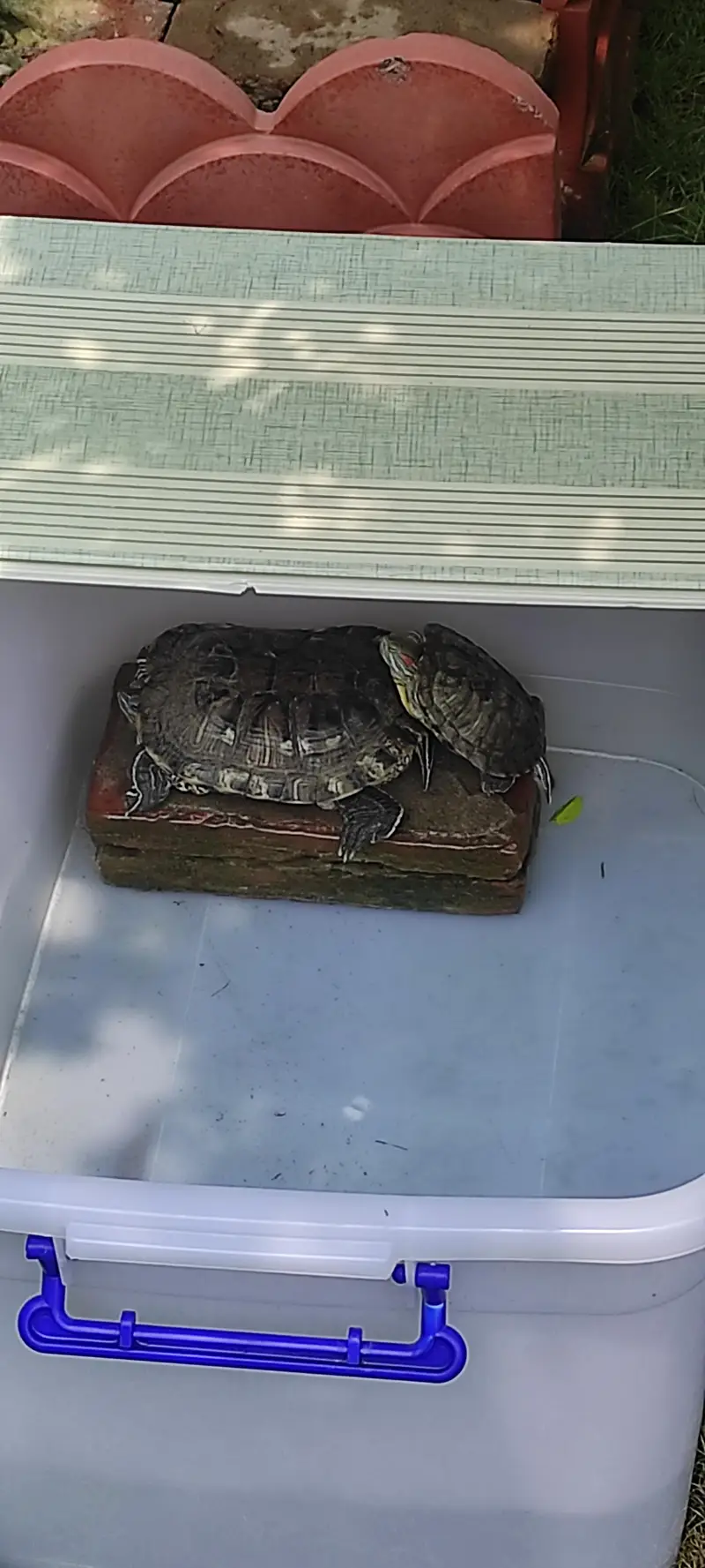 Turtles for sale