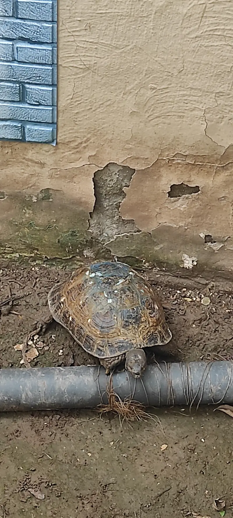 tortoise for sale