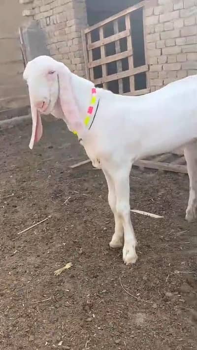 Gulabi Bakra For Sale/ 03259597057