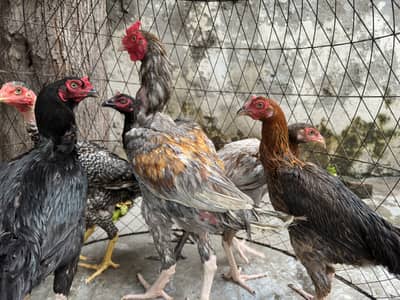 Aseel Rooster + 5 Hens | 7 Months Old | Healthy & Active