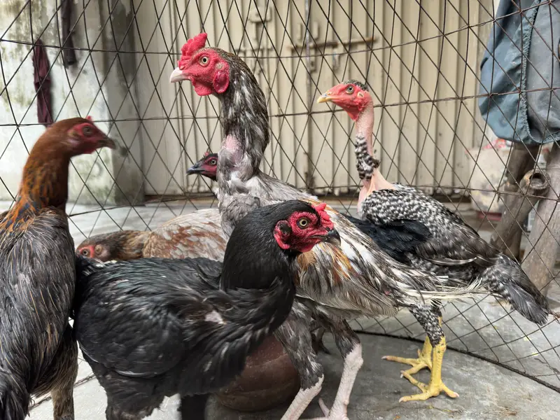 Aseel Rooster + 5 Hens | 7 Months Old | Healthy & Active — photo 3