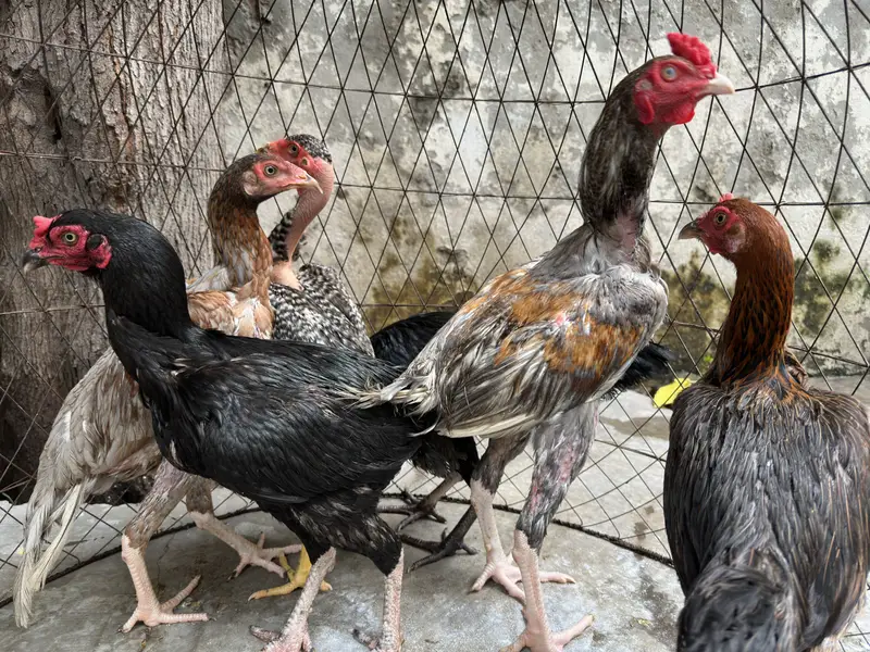 Aseel Rooster + 5 Hens | 7 Months Old | Healthy & Active — photo 5