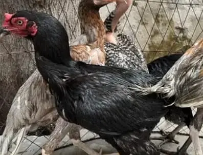 Aseel Rooster + 5 Hens | 7 Months Old | Healthy & Active — photo 6