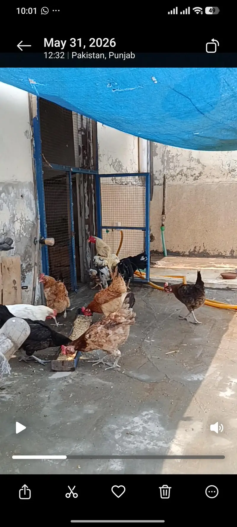 Ghar ki palli Hain anda bhi datti hain — photo 3