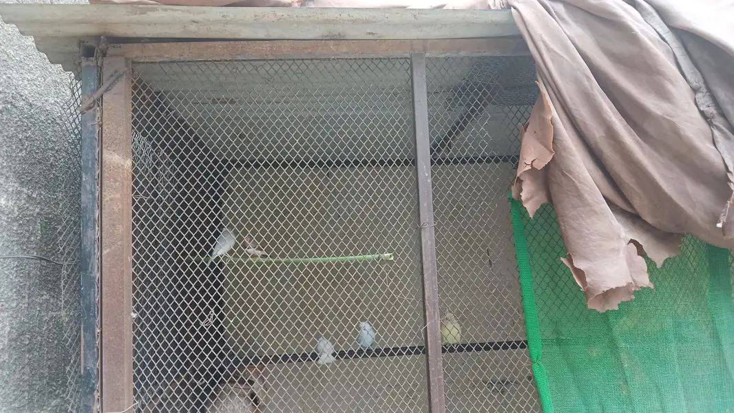 Master Cage 7.5x4x5.5 size for birds  - read full add plz — photo 2