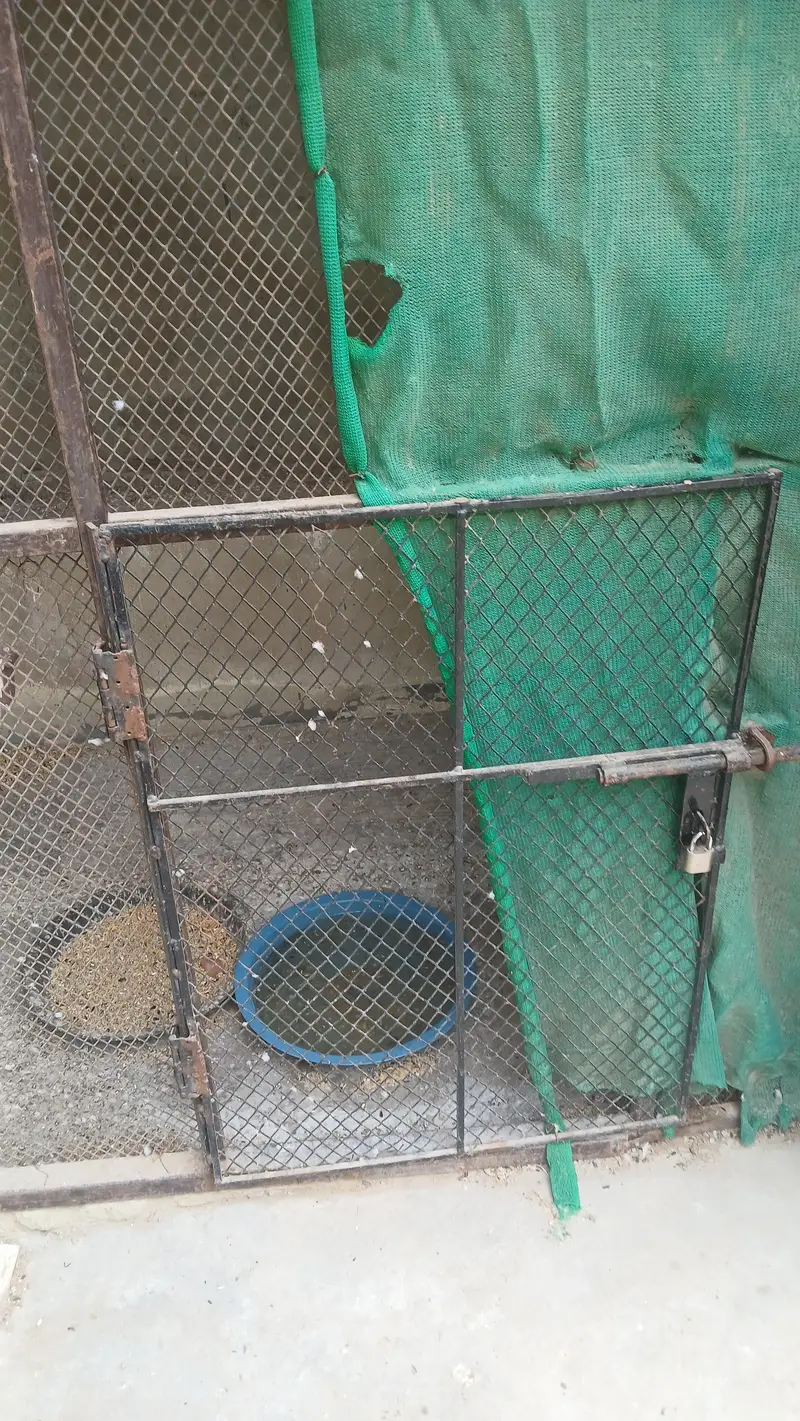 Master Cage 7.5x4x5.5 size for birds  - read full add plz — photo 3