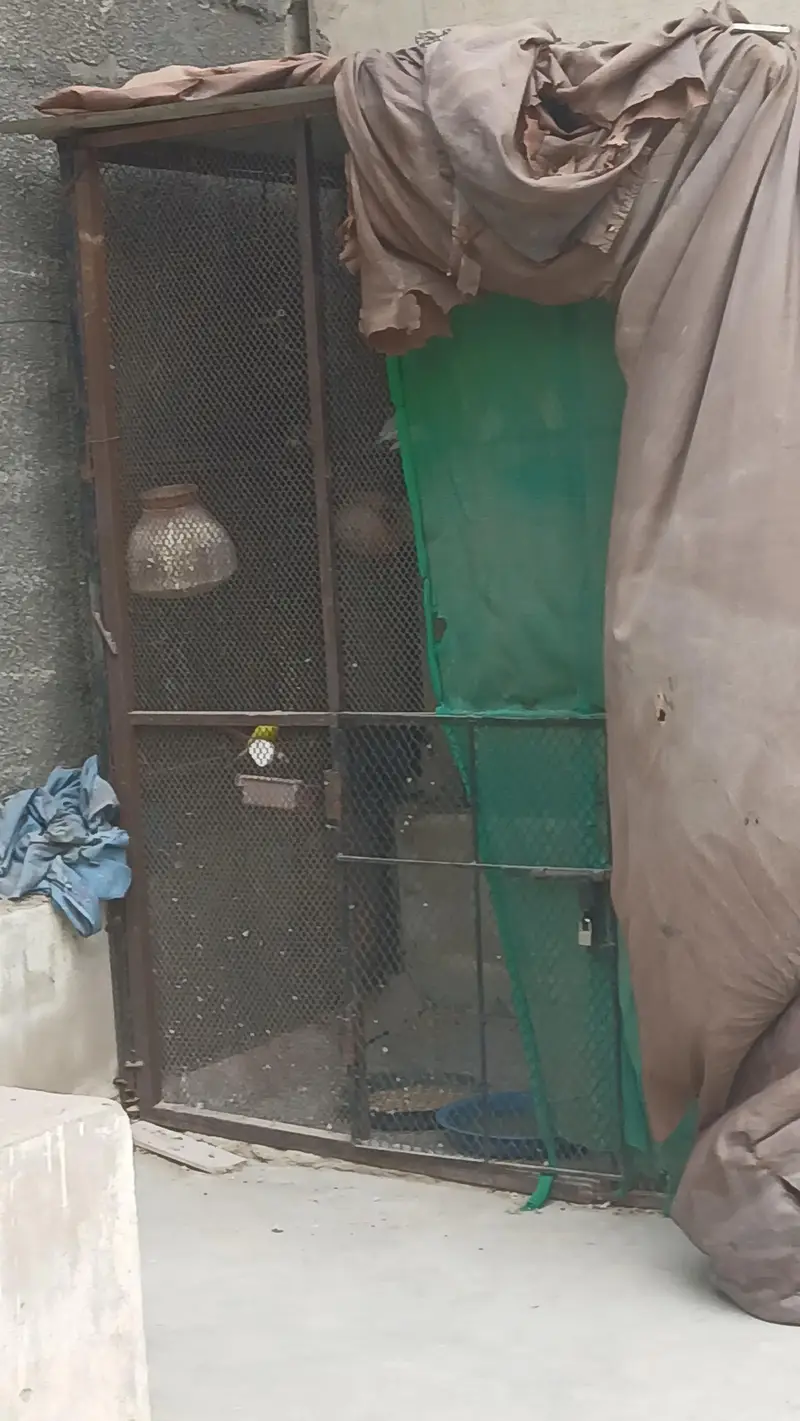 Master Cage 7.5x4x5.5 size for birds  - read full add plz — photo 4