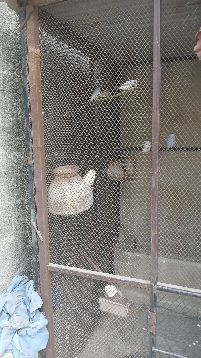 Master Cage 7.5x4x5.5 size for birds  - read full add plz — photo 7