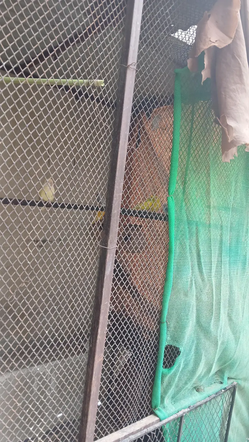 Master Cage 7.5x4x5.5 size for birds  - read full add plz — photo 8