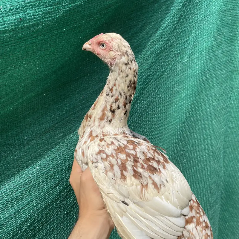 Cheene madi for sale — photo 2