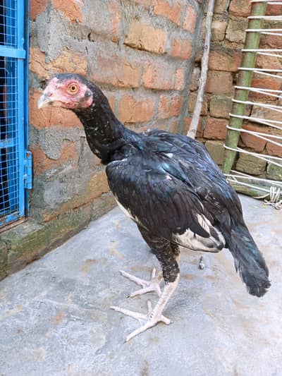 Aseel Lasani patha