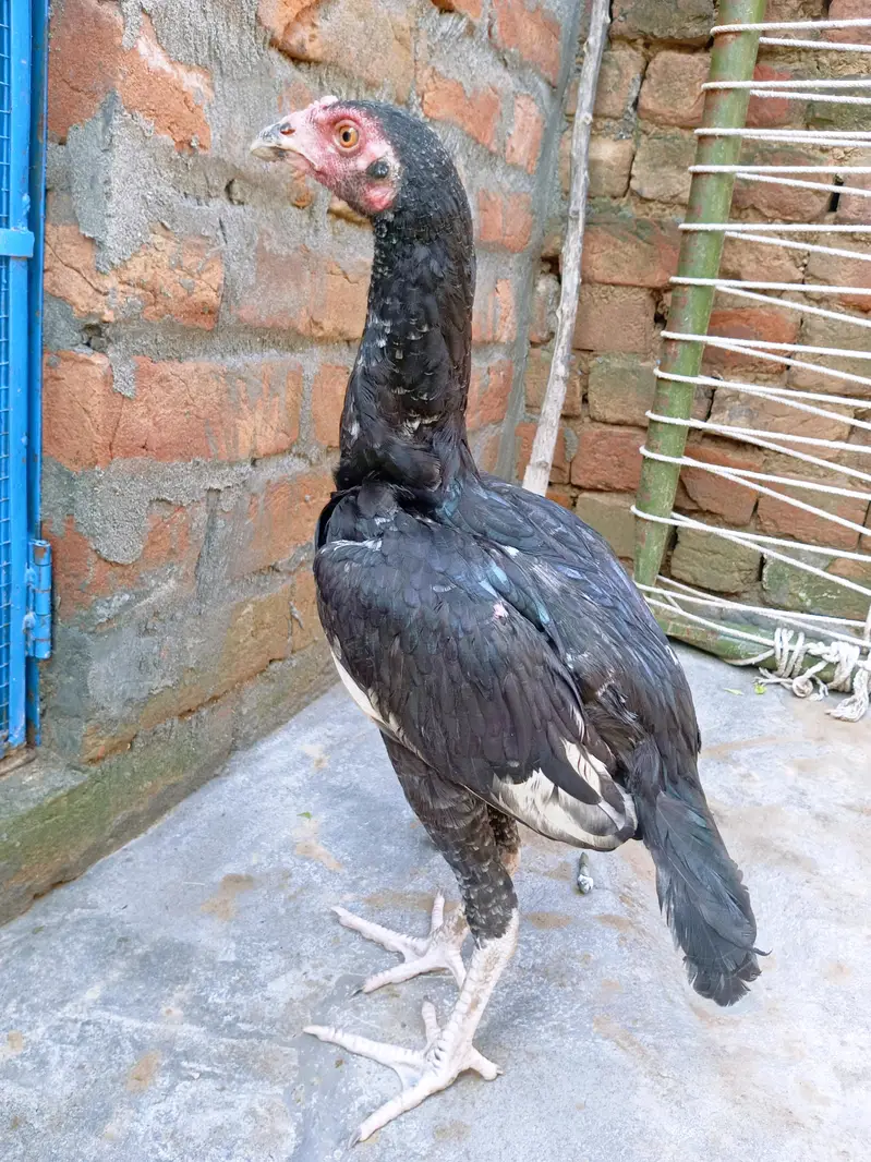 Aseel Lasani patha — photo 2