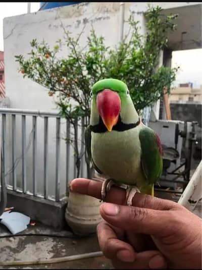 Kashmir Raw Parrot  handtam