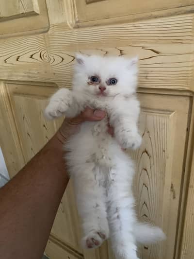 Pure Persian Kittens