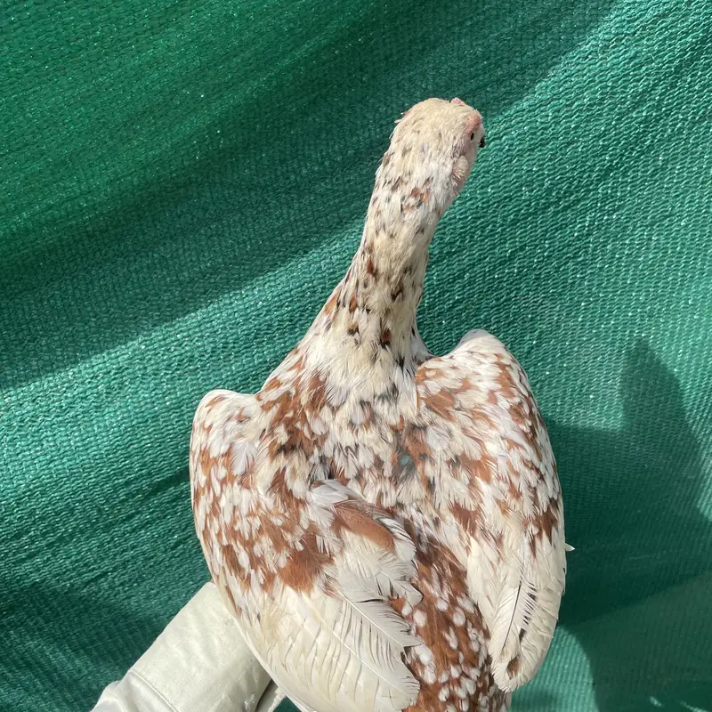 Cheene madi for sale — photo 4