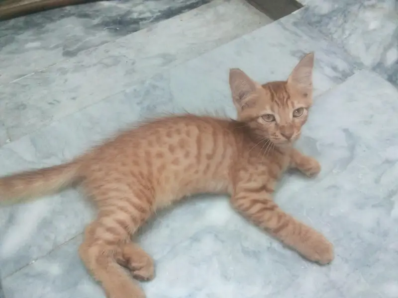 Persian Cat — photo 2