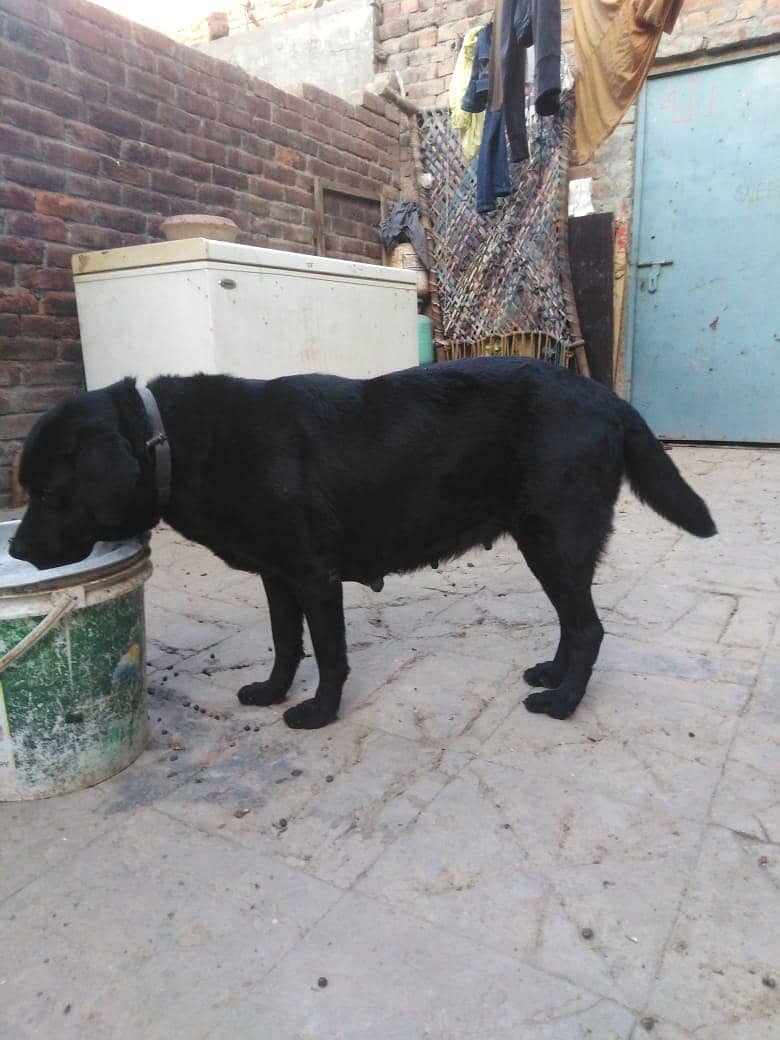black Labrador 0
